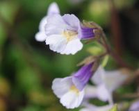 purple and white tubular flowers and fresh green foliage